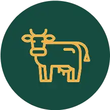 Kráva