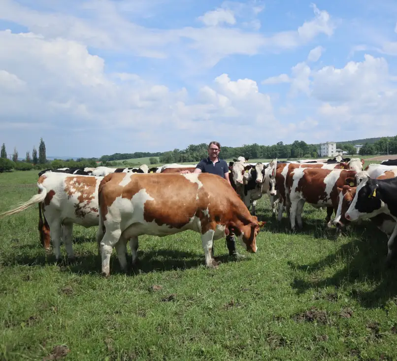 Kráva