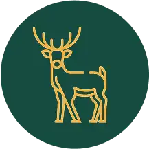 Jelen