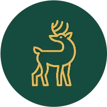 Srnka