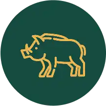 Prase